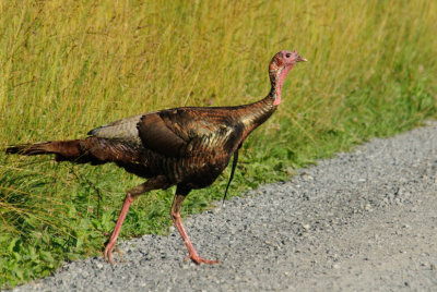  Strutter