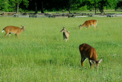  Deerscape 