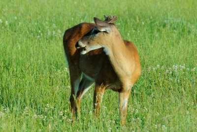  Bent Buck 