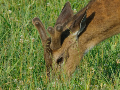  Velveteen Buck