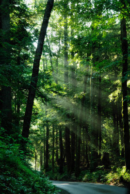 Rays