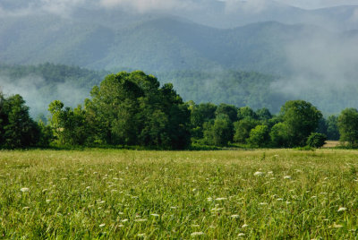 JPG CS Weeds Fog -0092.jpg