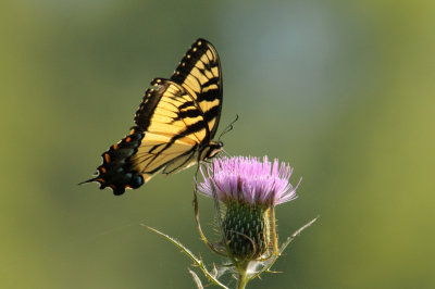  Tiger Swallowtail