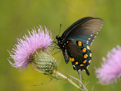  Black Swallowtail