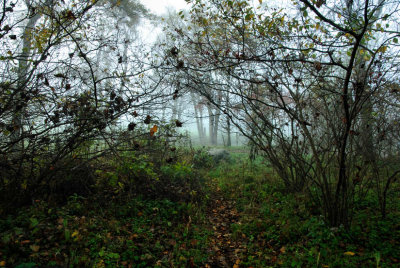 Game Trail