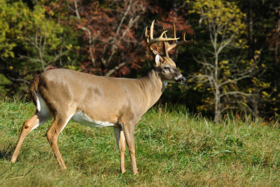 Eleven Point Buck