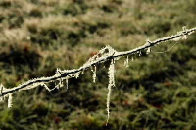  Barbed Wire, Horsehair & Hoar Frost 