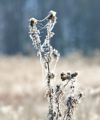  Thistles 