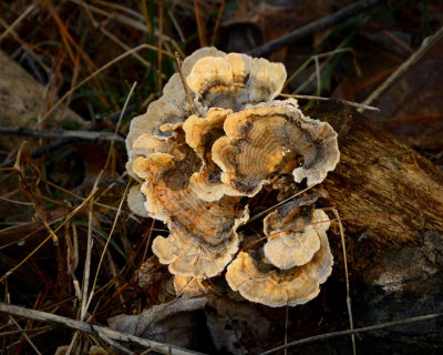 Fungus   