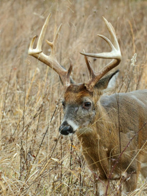  Old 11 Point Buck 