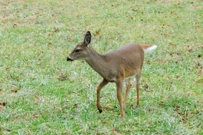 The Yearling 