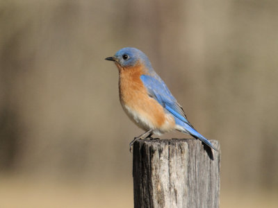  Mr. Bluebird  