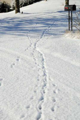 Cat Trails 