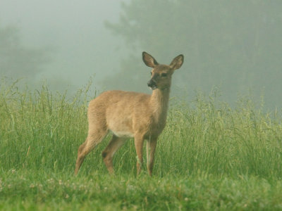 Yearling In The Mist