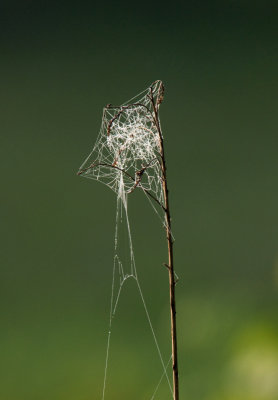 Weeded Web   