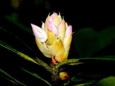  Rhododendron Bud   