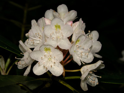  Rhododendron  