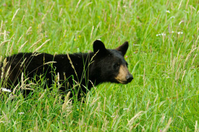  Yearling Cub 