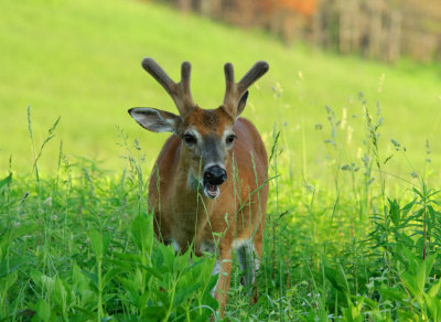Buck