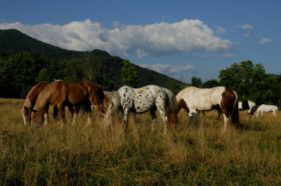Horses Of Course