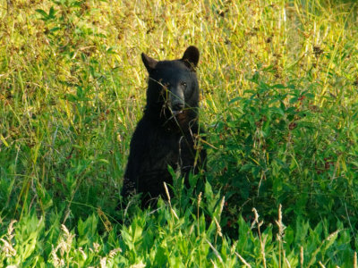 Blackberry Bear 