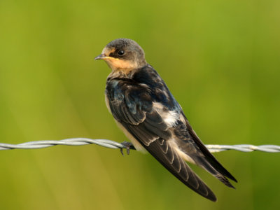  Barn Swallow