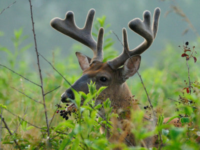 Blackberry Buck