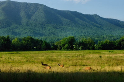 Mountain View Bucks