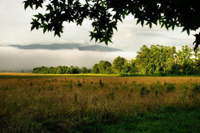 Fields & Fog