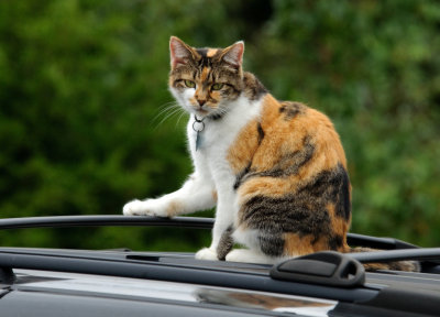Car Top Kitty