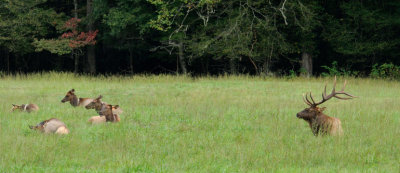 Bull Elk And His Harem