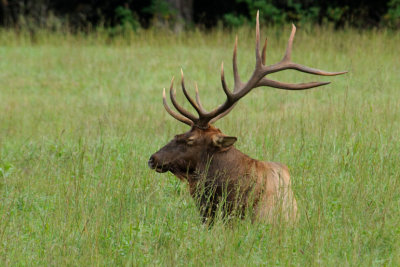 Bull Elk