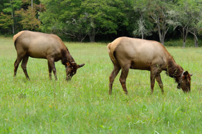 Two Elk Cows   