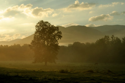 One Horse Morning