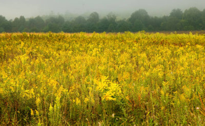 Golden Field