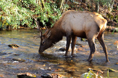Bull Elk Drinking