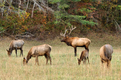 Big Bull Elk And His Family