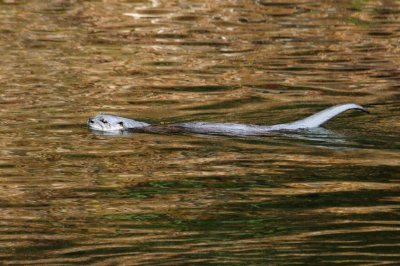  Swimmer 