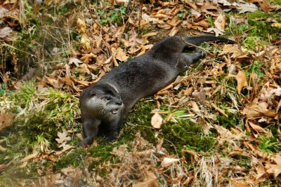  Otter 