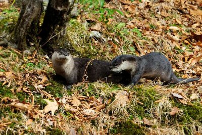  Two Otters 
