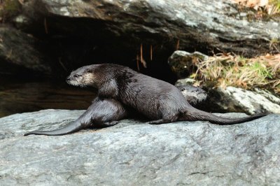 Otter Pair