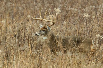 11 Pointer