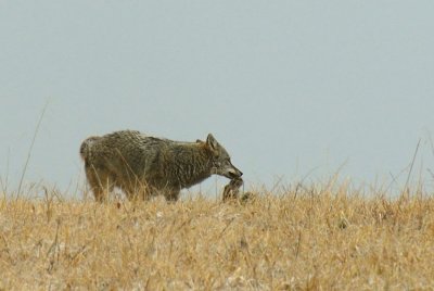 Wiley Coyote Having Rabbit For Breakfast