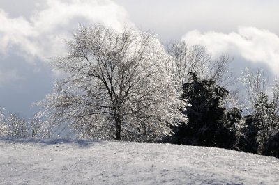  Glitter Tree 