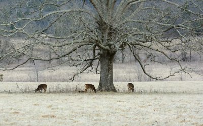 The Deer Tree