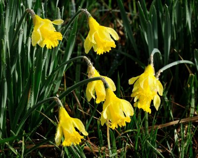  Dripping Daffodils 