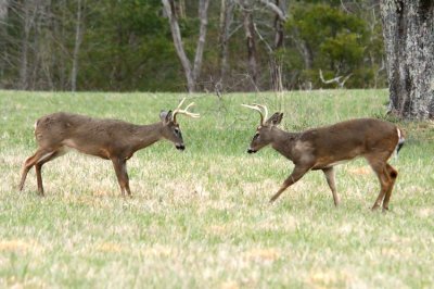 JPG CS 7 Buck Fight Confrontation   DSC_4676_473.jpg