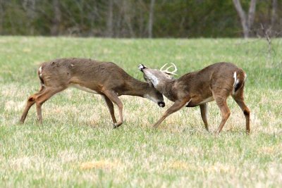 JPG CS 8 Buck Fight  DSC_4681_474.jpg