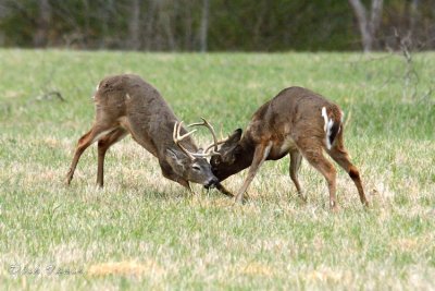JPG CS DV 6 Buck Fight DSC_4670_472.jpg