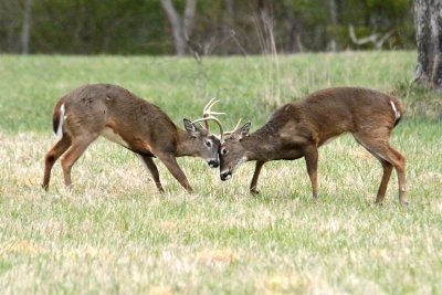 JPG CS 5 Buck Fight  DSC_4668_471.jpg